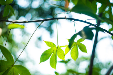 Visible artifacts, usually in the shape of the aperture made by the iris diaphragm, are formed when light follows a pathway through the lens