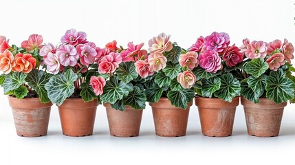 A row of indoor flowering house plants in terracotta pots against a white background
