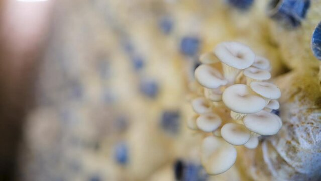 Mushroom farm ready for harvest.