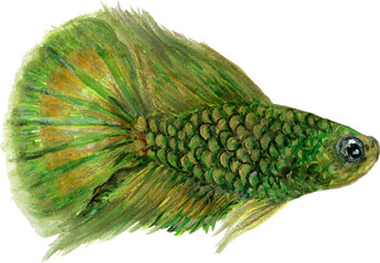 Betta fish, Siamese fish, Thai fish fighter watercolor gouache colorful stlyle 
