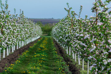 Blooming apple orchard, grass and blooming dandelions in the north of Moldova. Selective focus. - 790172339