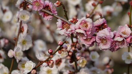 美しい梅の花