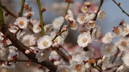 美しい梅の花