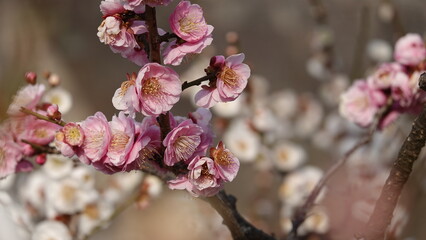 美しい梅の花