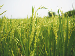 rice farmming green background and seenery young rice flower 