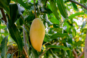 Closeup of green mango hanging,mango farm. Agricultural concept,Agricultural industry concept.
