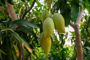 Closeup of green mango hanging,mango farm. Agricultural concept,Agricultural industry concept.
