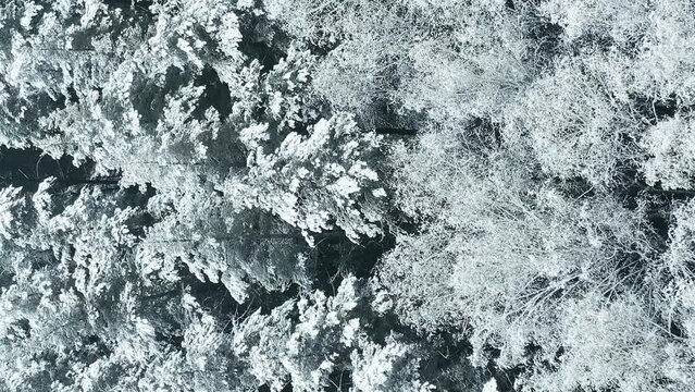 Beautiful Snowy White Forest In Winter Frosty Day. Top View Above Amazing Pine Forest Landscape. Scenic View Of Park Woods. Nature Elevated View Of Winter Frost Woods. Snowy Coniferous