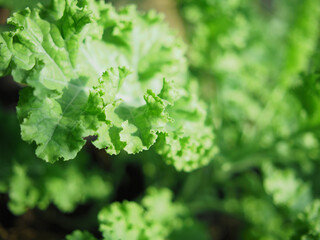 Green leve kale in pot with healthy food and supper food  grow in garden