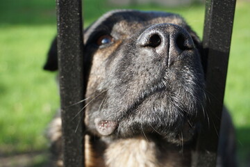 Majorero Canario, spanischer Wachhund mit dunklem schwarzen Fell, steckt seine Schnauze neugierig durch einen Gartenzaun