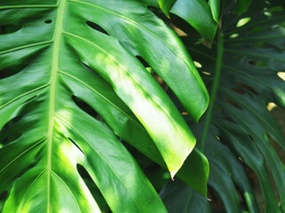 monstera leafe backside for green garden background and nature 
