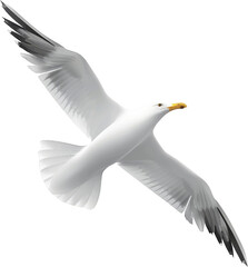 Obraz premium A graceful white seagull soars through the sky, embodying freedom as it glides effortlessly on the air currents.