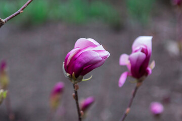 Tender magnolia flowers in a city park, spring Moldova. Selective focus. - 790181994