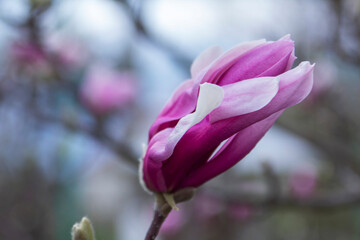 Tender magnolia flowers in a city park, spring Moldova. Selective focus. - 790182119