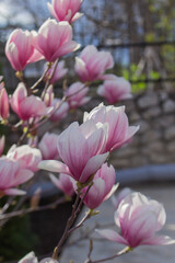 Tender magnolia flowers in a city park, spring Moldova. Selective focus. - 790182377
