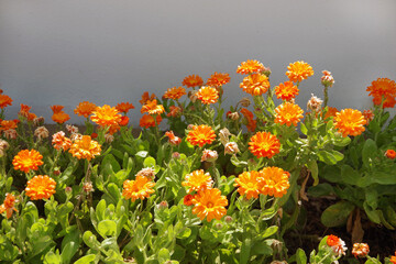 Flowering calendula officinalis marigold in sunlight
