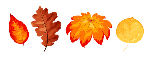 Fototapeta premium A set of bright autumn leaves. Vector illustration on a white background. Cartoon style. 