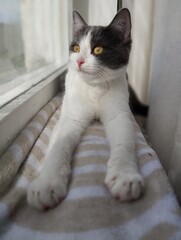 The cat lies on the windowsill and looks out the window. Young cat with yellow eyes.