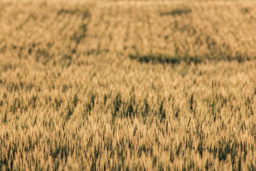 field of spring wheat