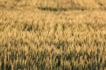 field of spring wheat