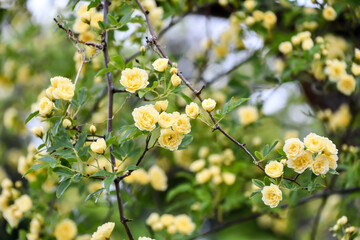 キモッコウバラ