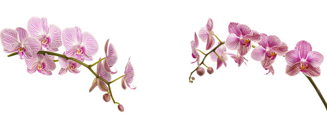 Pink and white orchid with purple stripes, isolated on transparent background