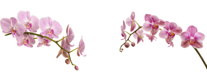 Pink and white orchid with purple stripes, isolated on transparent background