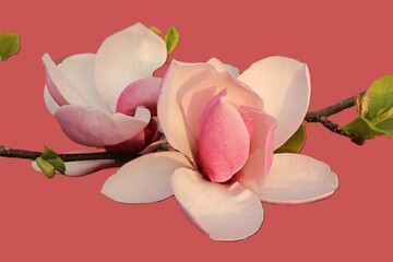 Nahaufnahme einer Magnolienblüte vor rosa Hintergrund