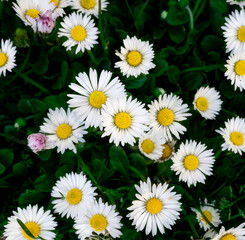 Background of many white daisies. Blooming chamomile field, chamomile flowers.