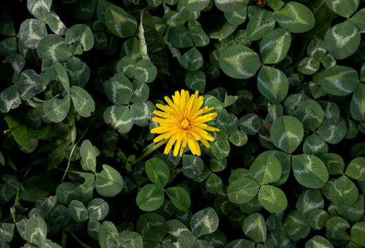 Taraxacum officinale - dandelions on a green background full of lucky clovers