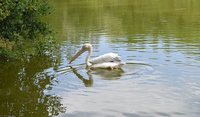 Pélican gris (Pelecanus rufescens) isolé nageant sur un étang.