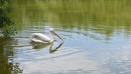 Pélican gris (Pelecanus rufescens) isolé nageant sur un étang.
