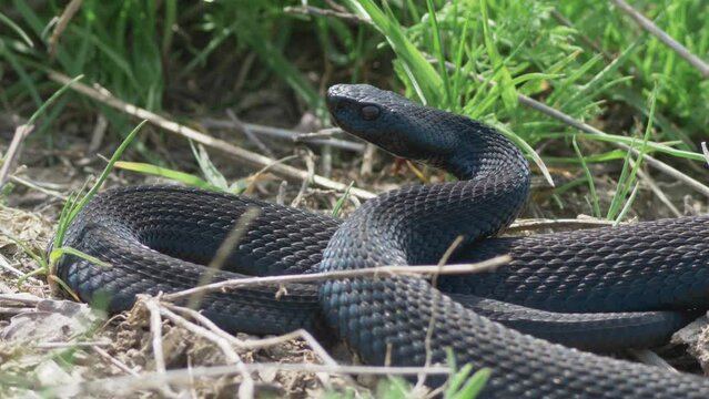 Black adder (Vipera berus nikolskii) stays alert in defense position, ready to attack