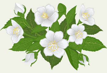 Freehand drawing of a hibiscus bush. Beautiful indoor plant