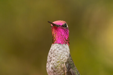 A male Anna's Hummingbird turns towards the camera displaying the full brilliance of it's...