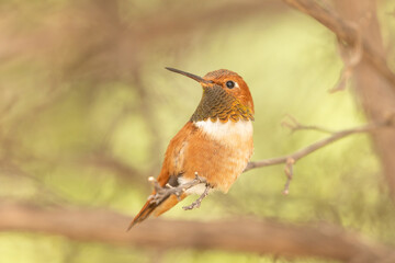 A brilliant coppery iridescent Rufous Hummingbird perches on the branch of a tree with other out of...