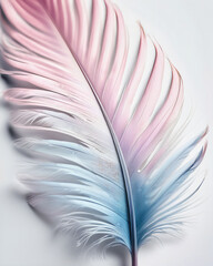 Blue and Pink Feather