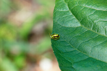 A close-up of a Cassida Circumdata beetle (Cassida circumdata Herbst) showcasing its vibrant colors and intricate patterns.