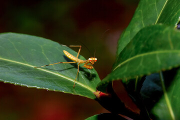 A close-up of a bright, colorful Hierodula patellifera nymph showcasing its intricate body details.