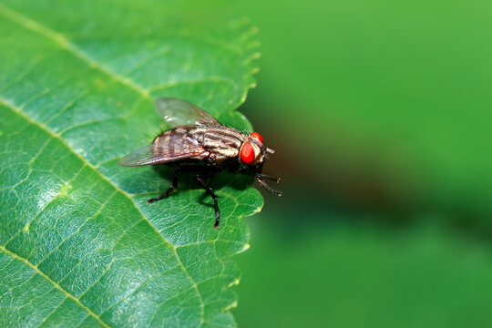 A detailed close-up of a flesh fly (Sarcophaga  peregrina), showcasing its intricate patterns and bright red eyes.