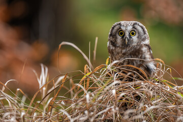 The boreal owl sitting on a little stump between drying grass in autumn forest - Powered by Adobe