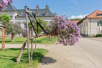 Alter Fliederstamm mit Stützen im Fliederpark von Schloss Pillnitz