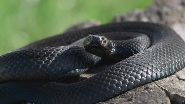 Portrait of black adder (Vipera berus nikolskii) basking on a log