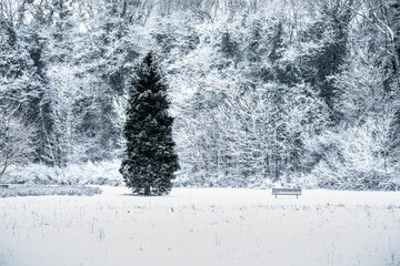 zimowy krajobraz w parku z drzewami ze szronem i ławką - obrazy, fototapety, plakaty