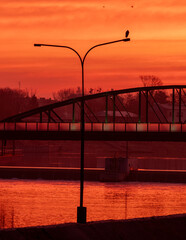 czerwony wschód słońca nad rzeką z sylwetką mostu i ptakami na latarniach - obrazy, fototapety, plakaty