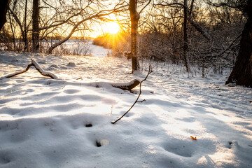 zima w lesie ze słońcem i piękną pogodą