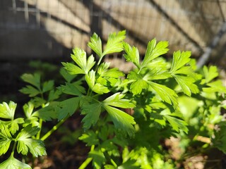 Small amount of parsley leaves in full size under the morning sun.