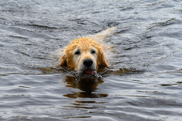 Golden Retriever swimming with a ball in his mouth