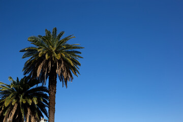 Fototapeta na wymiar two beautiful green palm trees on the background of the sky