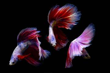 Obraz premium A betta fish with great details and colors. Black background.